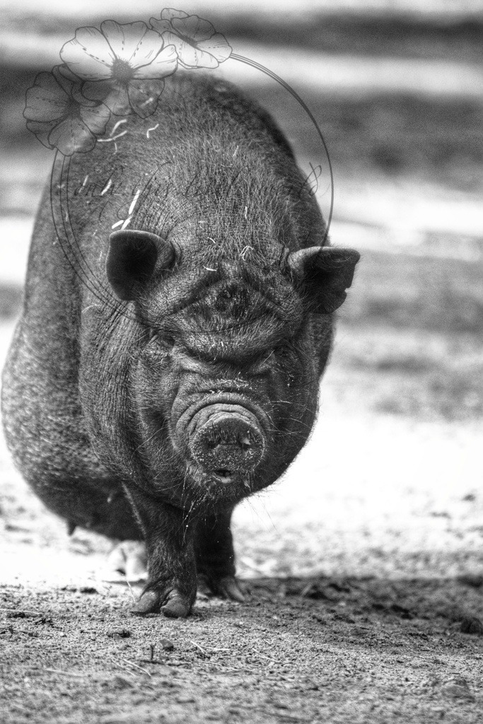 Vietnamesisches Hängebauchschwein schwarz  | only.this.little.world - Realisiert mit Pictrs.com