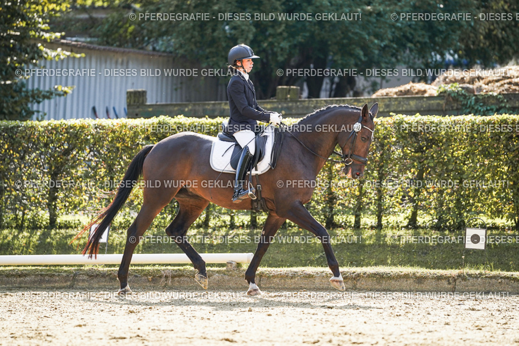 DSC06875 | Pferdegrafie