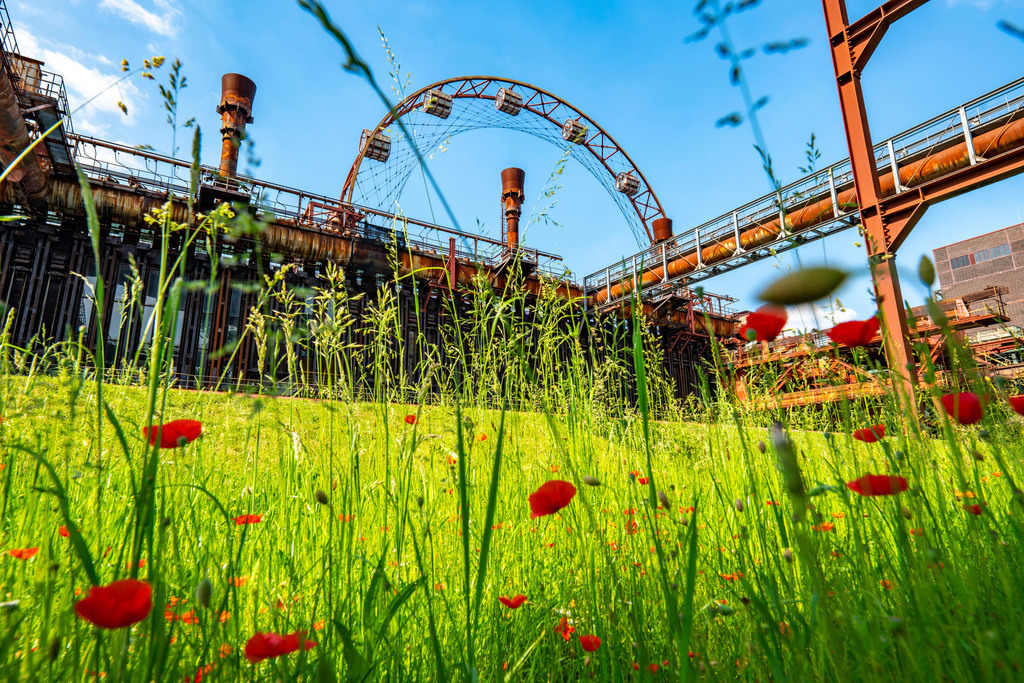 JT-210613 | Welterbe Zeche Zollverein, Kokerei Zollverein, bunte Blumenwiese, Mohnblumen, Sonnenrad, Essen NRW, Deutschland, - Realisiert mit Pictrs.com