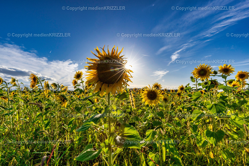 _J3A9951 | medienkrizzler - Realisiert mit Pictrs.com