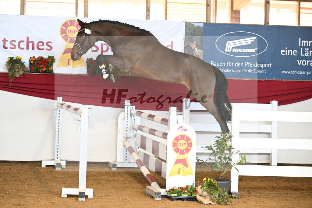 Kat-Nr. 7 Rieke v. Nohoval Z_Irl_16250765 | hf-fotografie - Realisiert mit Pictrs.com