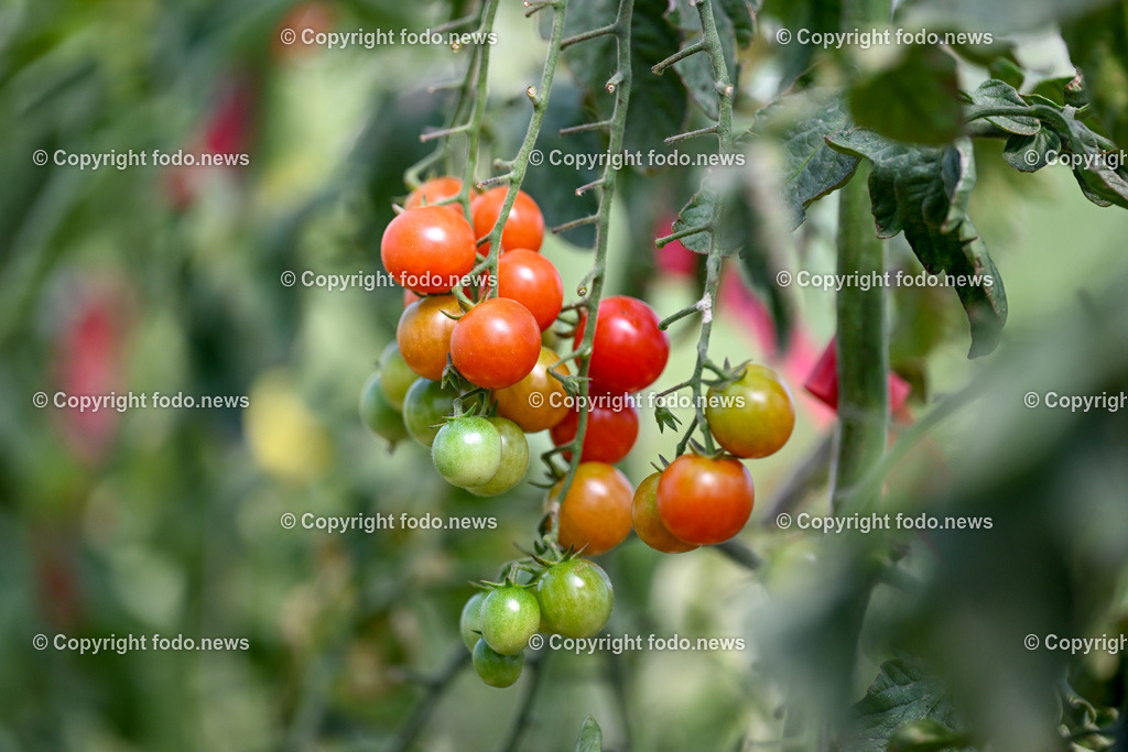 Landwirtschaft_ Gemuesebauer Spiesmayr_ 05.09.2023-19 | 05.09.2023, Wilhering, AUT, Landwirtschaft, Gemuesebauer Spiesmayr in Appersberg, im Bild Tomaten
