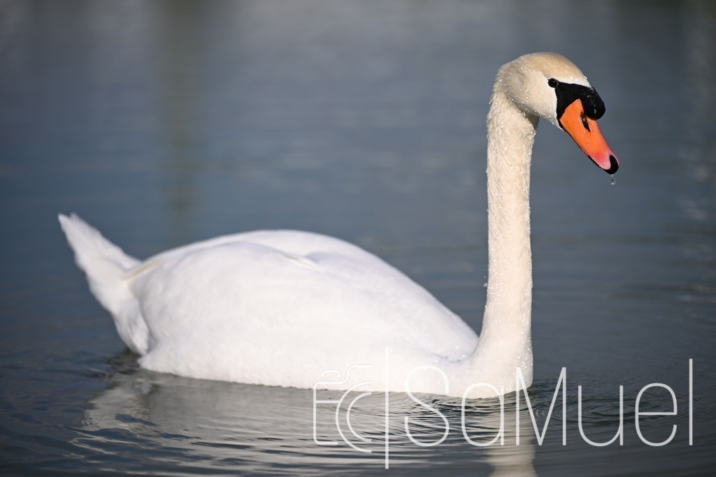 SML_2930 | Sa-Muel - Realisiert mit Pictrs.com