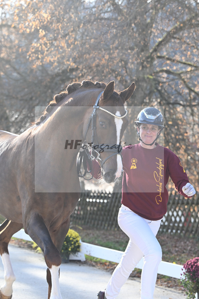 Kat-Nr. 113 Benicio x Floriscount_Galneder Zuchthof GbR_47253946 | hf-fotografie - Realisiert mit Pictrs.com