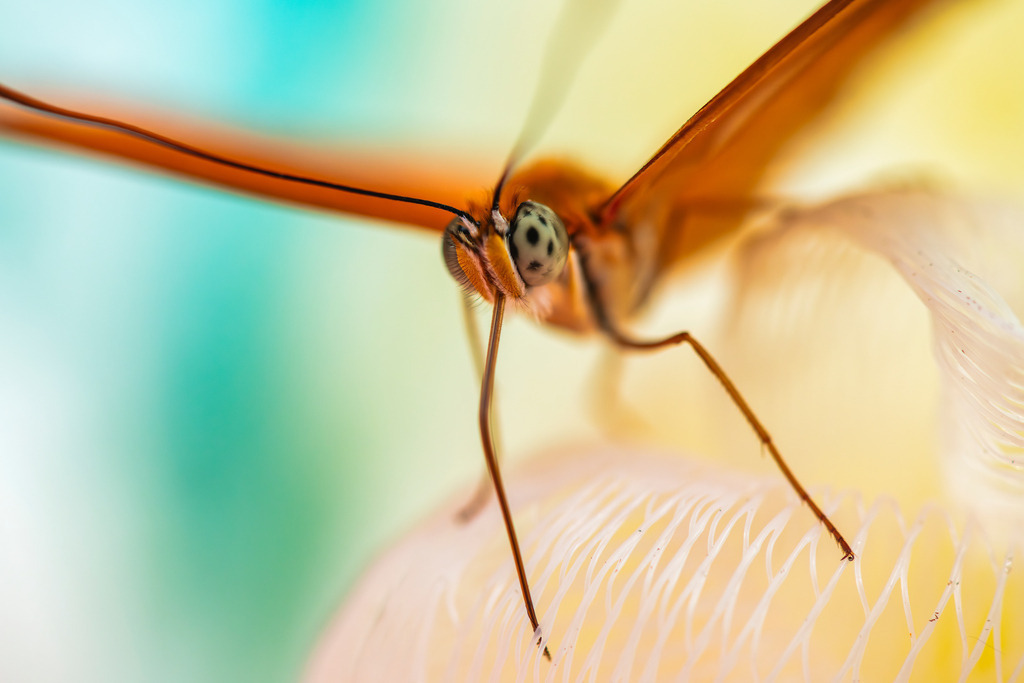 2025_07_09_FEHMARN-LEUCHTTURM+SCHMETTERLINGE_MCP8981 | Hochwertig gedruckte Fotografien für die Wand, als Kalender und zum Verschenken. Hamburg & Norddeutschland und überall wo ich mit der Kamera unterwegs war.