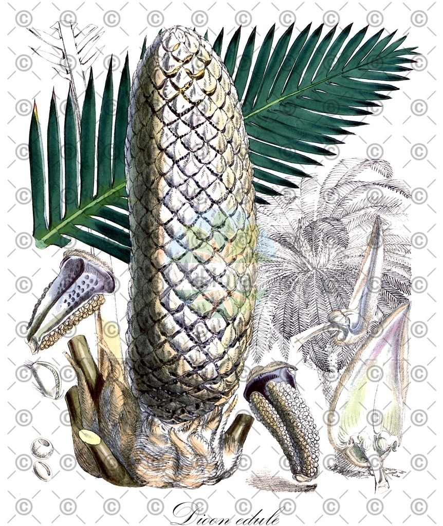 HistAbb_wfo-0000648159_1_ENZY_Simple | Historische Abbildung von Dioon edule - Zamiaceae | Historical Illustration of Dioon edule - Zamiaceae