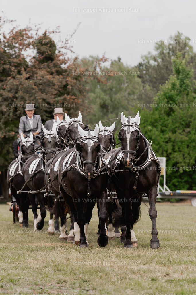 Showprogramm-147 | working equitationturnier fotograf videograf stoibphotography marixx film working equitation deutschland reitsport turnierfotografie eventfotografie equestrian events