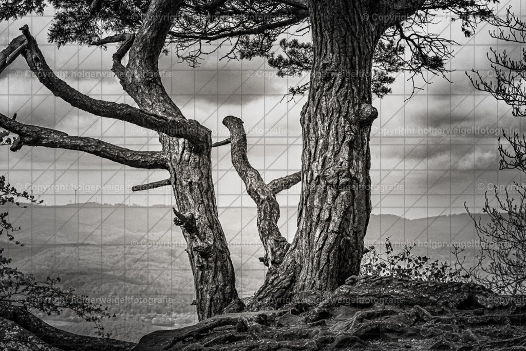 Kiefer Knubbelnase | Kaufen sie online außergewöhnliche Fotografien auf Leinwand Acrylglas Fotoprint Aludibond von holgerweigeltfotografie - Realisiert mit Pictrs.com