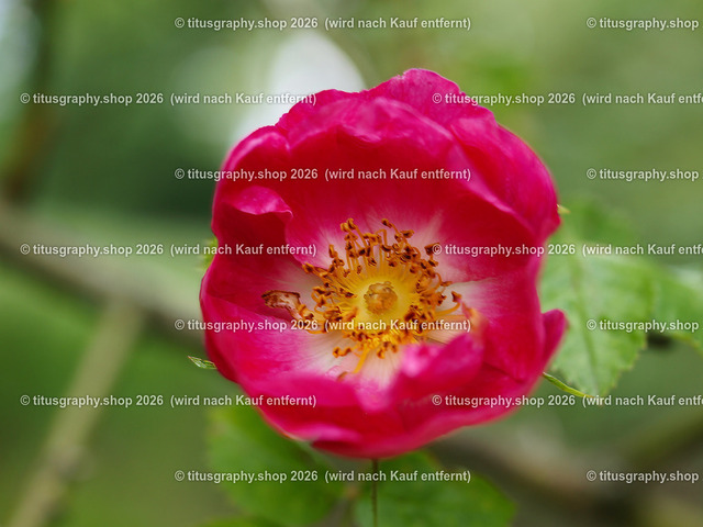 titusgraphy-P6080428_var-087 | Fotokunstarbeit aus der INSTAGRAM-Gallerie auf titusgraphy.eu - Realisiert mit Pictrs.com