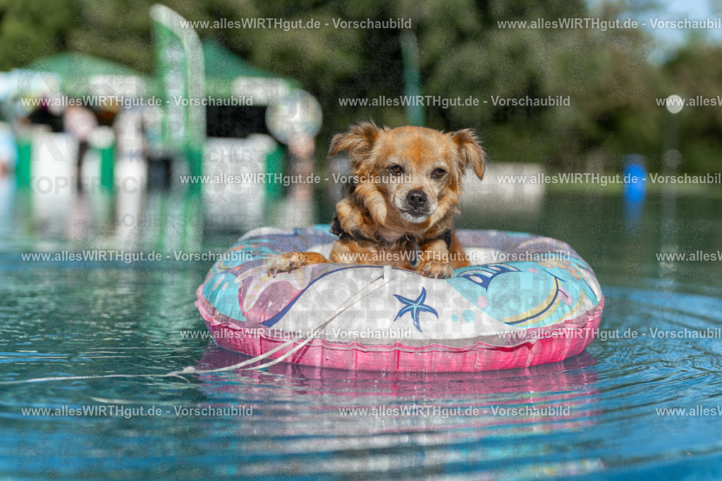 Hundeschwimmen_Volksbad_2026-allesWIRTHgut_Tierfotografie-2609061049-095906-7R509251 | Professionelle Tierfotografie in Mönchengladbach von Daniel Wirth (allesWIRTHgut). Liebevolle & natürliche Bilder von Hunden & Katzen für unvergessliche Erinnerungen.