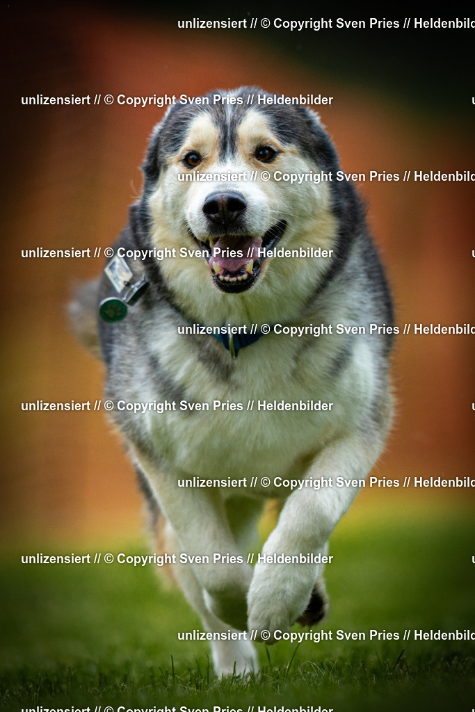 Sven Pries | 2025-09-21 - Hunderennen Baden-Oos - Realisiert mit Pictrs.com