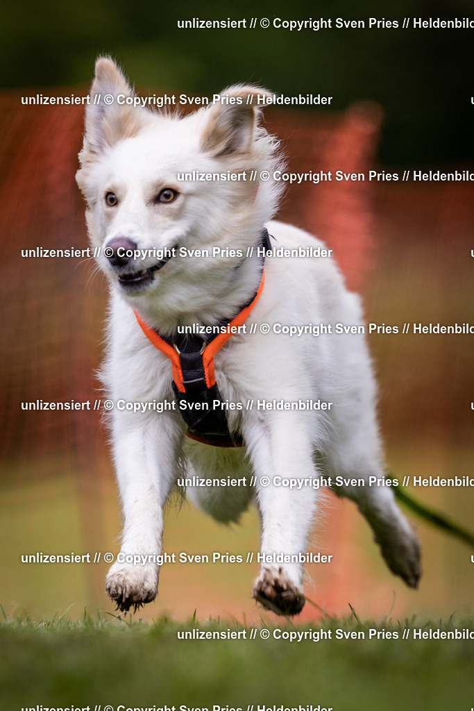 Sven Pries | 2024-04-21 - Hunderennen Baden-Oos
Foto: Sven Pries - Realisiert mit Pictrs.com