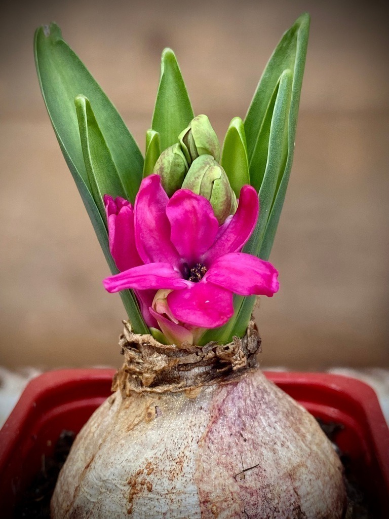 Blüte | BILDER AN DIE WAND                                                verschönern sie ihr Büro, ihre Praxis oder ihre viel Wände zu Haus  - Realisiert mit Pictrs.com