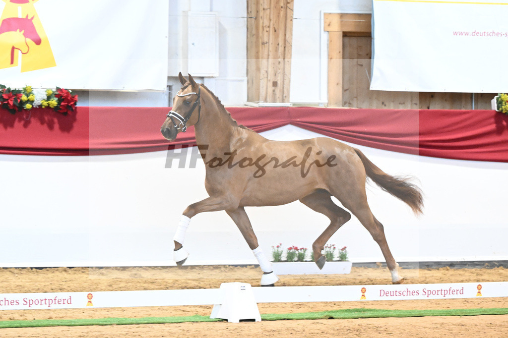 Kat-Nr. 52 Va Bene x Florestano_Kloessinger_43231816 | hf-fotografie - Realisiert mit Pictrs.com