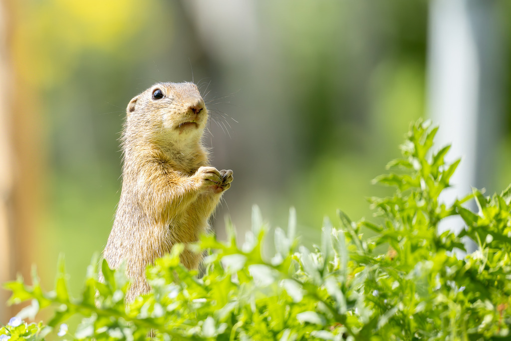 Das Ziesel | Das Ziesel (Spermophilus citellus), auch Europäisches Ziesel genannt, gehört zur Familie der Hörnchen, zu der auch das heimische Eichhörnchen und das Murmeltier zählen. Es ist ein faszinierender, wärmeliebender Kleinsäuger, dessen Lebensweise perfekt an die karge Umgebung offener Grassteppen und kurzrasiger Wiesen angepasst ist. Trotz seiner geringen Größe spielt das Ziesel eine wichtige Rolle in seinem Ökosystem und hat eine wechselhafte Geschichte im Verhältnis zum Menschen hinter sich. - Realisiert mit Pictrs.com