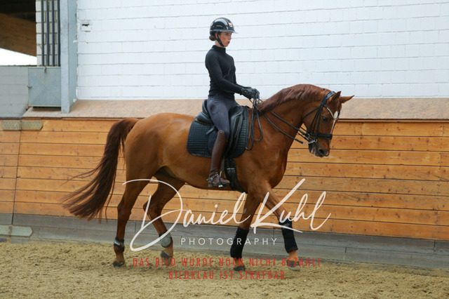 IMG_3885 | Turniersportfotografie; Pferdefotografie; Dressurfotografie