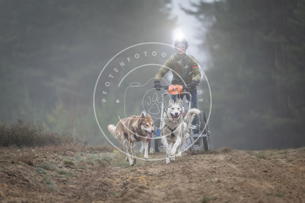 Pfotenfotografie_DV3A0647 | Hundefotografie, Tierfotograf, Pfotenfotografie, Fotoshooting Hund, Hunde Portrait, Hundesport, Hundeportraits, Heideshooting, Hunde, Sportfotograf, Hundefotograf, Turnierhundsport, THS,  - Realisiert mit Pictrs.com