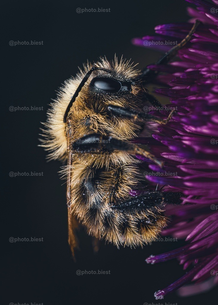 Bienenklettern | Eine Biene auf einer lila Blüte. - Realisiert mit Pictrs.com