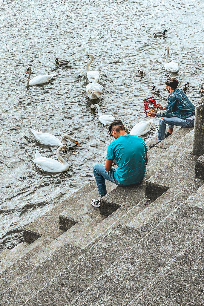 Schwäne füttern am Kleinbasler Rheinufer | Schöne Fotografien aus der Stadt und der Natur zum bestellen oder selber hochladen. Druck auf Foto, Postkarte, Kalender, FineArt Hahnemühle, Alu-Dibond , Akustikbilder zur Absorption von Schall und Lärm etc. - Realisiert mit Pictrs.com