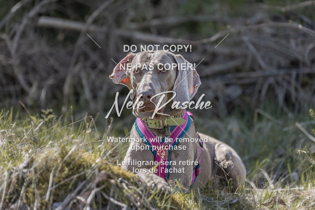 6Z1A0911 | nelerasche