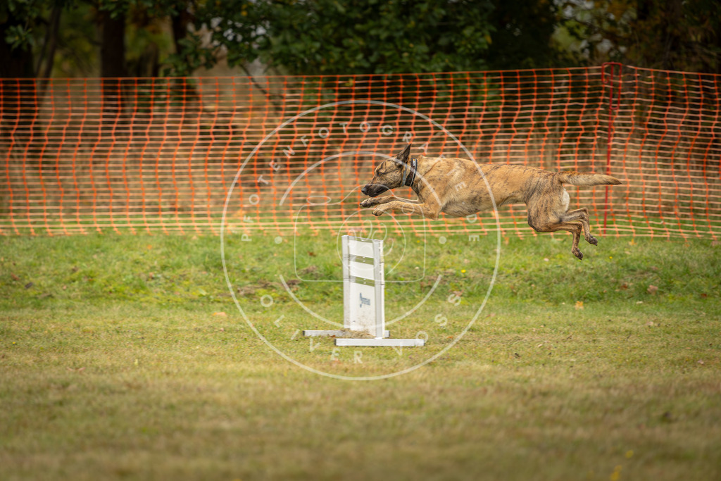 Pfotenfotografie_DV3A4612 | Hundefotografie, Tierfotograf, Pfotenfotografie, Fotoshooting Hund, Hunde Portrait, Hundesport, Hundeportraits, Heideshooting, Hunde, Sportfotograf, Hundefotograf, Turnierhundsport, THS,  - Realisiert mit Pictrs.com
