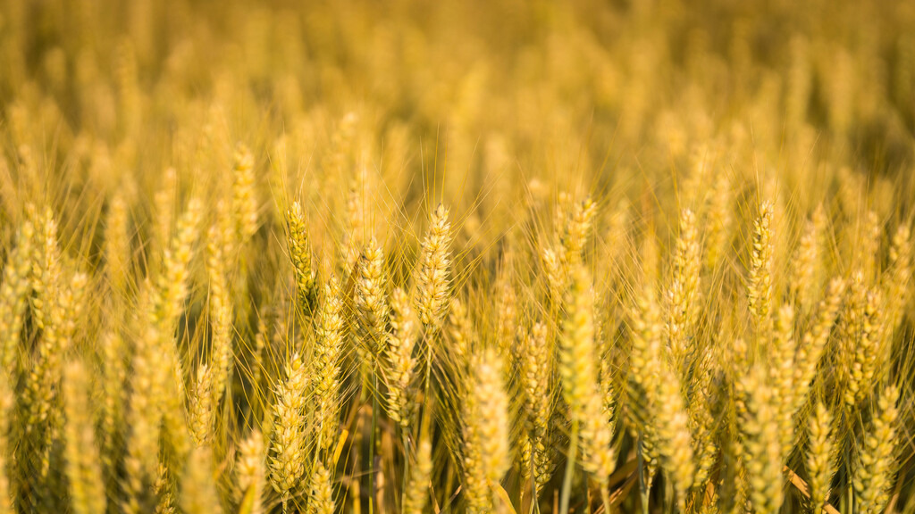 DSC07527 | fotografie33