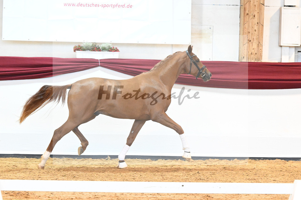Kat-Nr. 18 v. Desperados_RIH Sportpferde GmbH_66220202 | hf-fotografie - Realisiert mit Pictrs.com
