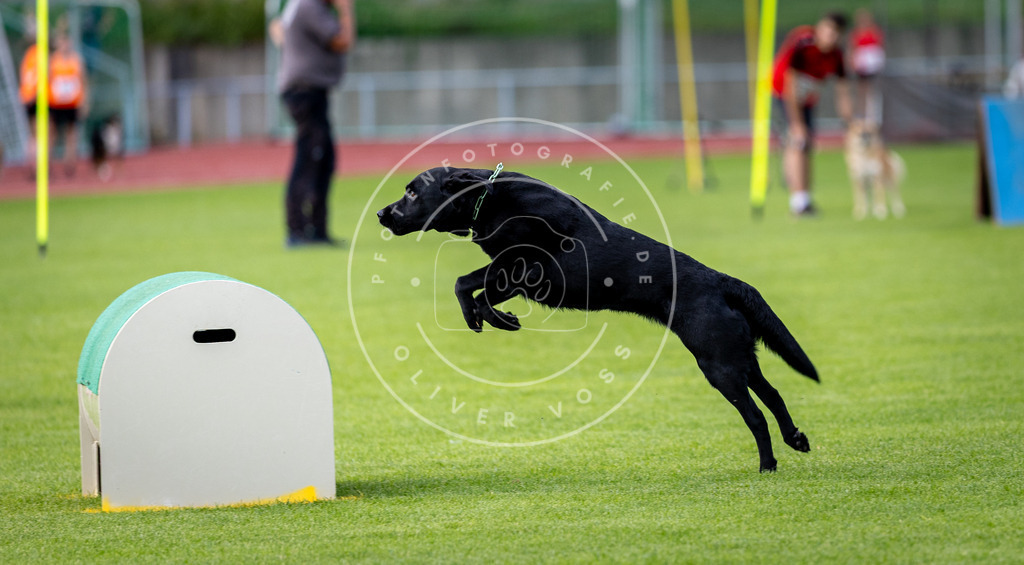 Pfotenfotografie_DV3A3182 | Hundefotografie, Tierfotograf, Pfotenfotografie, Fotoshooting Hund, Hunde Portrait, Hundesport, Hundeportraits, Heideshooting, Hunde, Sportfotograf, Hundefotograf, Turnierhundsport, THS,  - Realisiert mit Pictrs.com