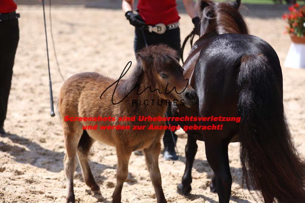 Fohlenschau_Schwäbisch_Hall_Ponys_KN 50_4 | lmwpictures - Realisiert mit Pictrs.com