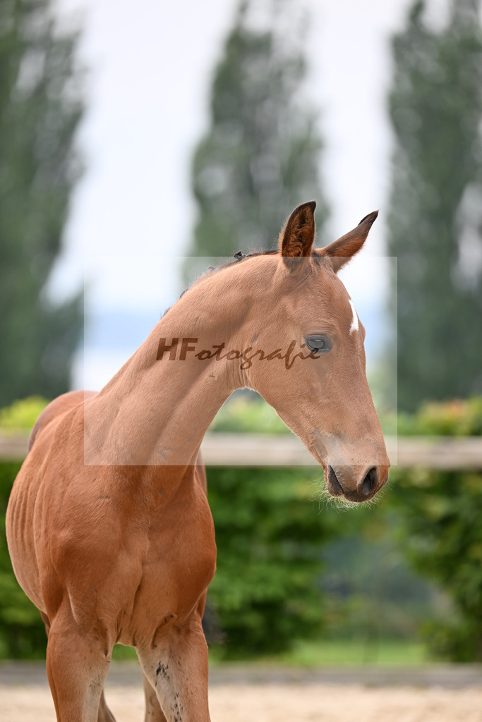 Kat-Nr. 9 Consantos x Comme il faut_HF_Mayer_14250370 | hf-fotografie - Realisiert mit Pictrs.com