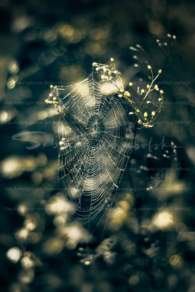 Wandbild Spinnen Kunst | People- und Tierfotografie, Imageaufnahmen, Veranstaltungsfotografie und Wandbilder aus der Natur ★ Made in Germany ✔️ Druck + Downloads ✔️ Naturfotografie in Top Qualität ★ schneller Versand, weltweite Lieferung! - Realisiert mit Pictrs.com