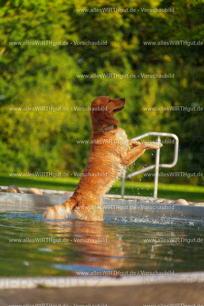 Hundeschwimmen_Grefrath_2026-allesWIRTHgut_Tierfotografie-15_48-7R509547 | Professionelle Tierfotografie in Mönchengladbach von Daniel Wirth (allesWIRTHgut). Liebevolle & natürliche Bilder von Hunden & Katzen für unvergessliche Erinnerungen.