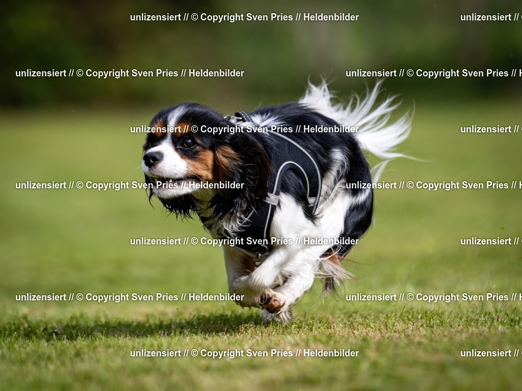 Sven Pries | 2024-09-22 - Hunderennen Baden-BadenPudelverein - Realisiert mit Pictrs.com