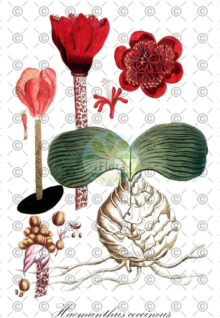 HistAbb_4SG5_2_ENZY_Simple | Historische Abbildung von Haemanthus coccineus - Amaryllidaceae | Historical Illustration of Haemanthus coccineus - Amaryllidaceae