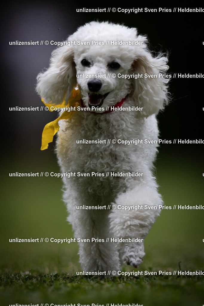 Sven Pries | 19. Allgemeines Hunderennen Karlsruhe Durlach - Realisiert mit Pictrs.com