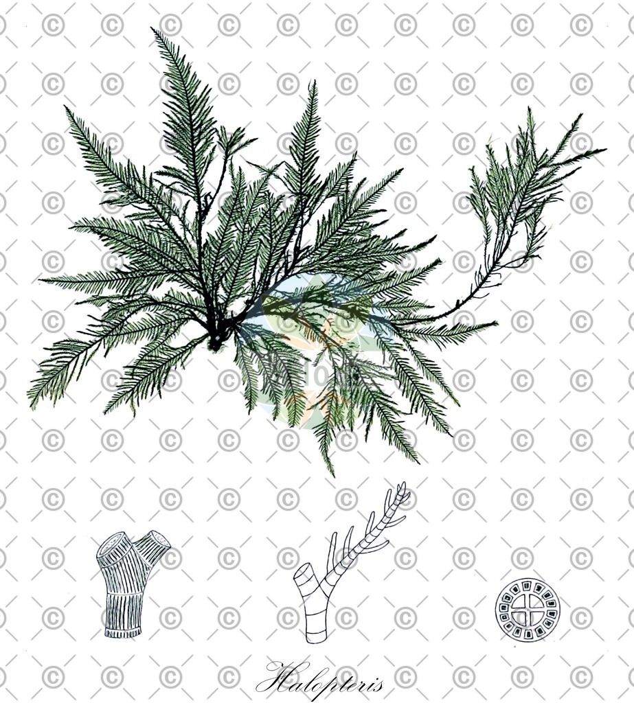 HistAbb_7P58X_4_ENZY_Simple | Historische Abbildung von Halopteris - Stypocaulaceae (0) | Historical Illustration of Halopteris - Stypocaulaceae (0)