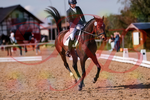 2026_10_03_Siefer-Hof_125753_Z81_47046845 | Professionelle Reitsport-, Turnier- und Eventfotografie von Robert Broda. Galerien mit ausgewählten und bearbeiteten Bildern direkt online ansehen und bestellen.