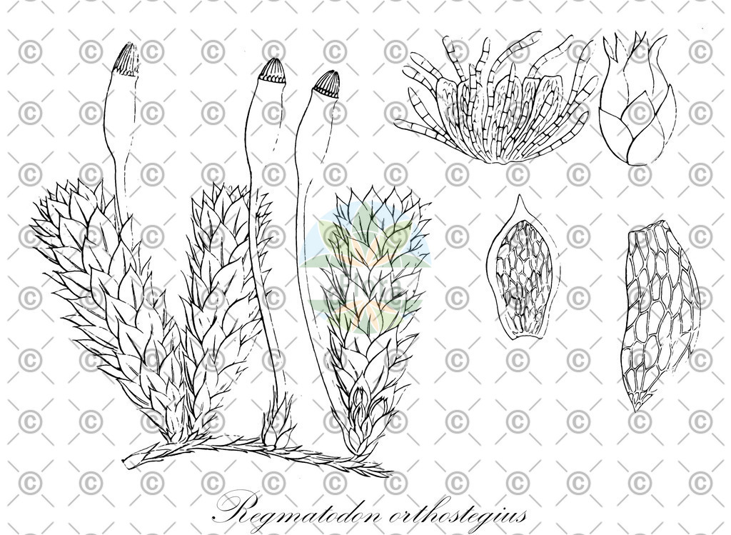 HistAbb_wfo-0001140162_1_ENZY_Simple | Historische Abbildung von Regmatodon orthostegius - Regmatodontaceae | Historical Illustration of Regmatodon orthostegius - Regmatodontaceae