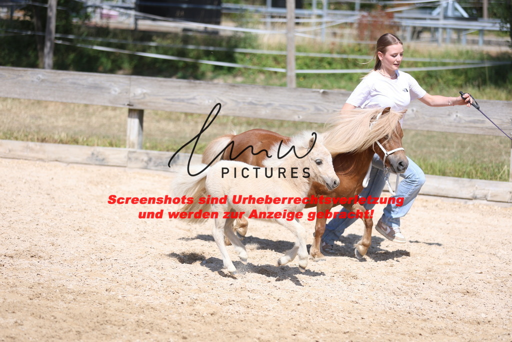 Fohlenschau_Schwäbisch_Hall_Ponys_KN 51_5 | lmwpictures - Realisiert mit Pictrs.com