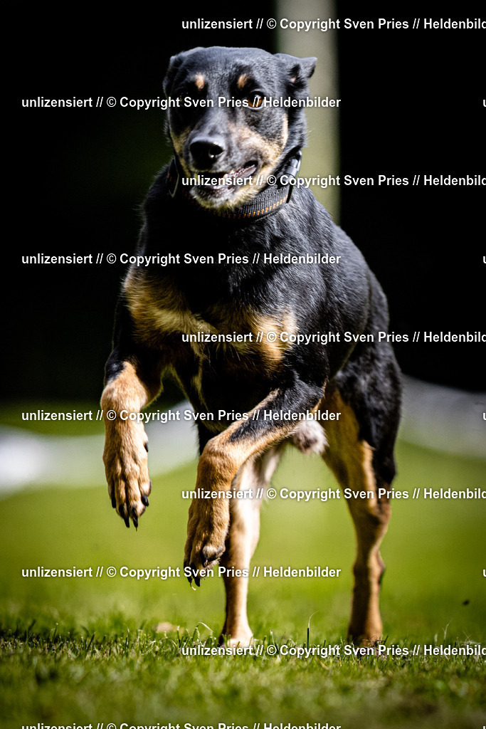 Sven Pries | 2025-10-03 - Hunderennen Obergrombach - Realisiert mit Pictrs.com