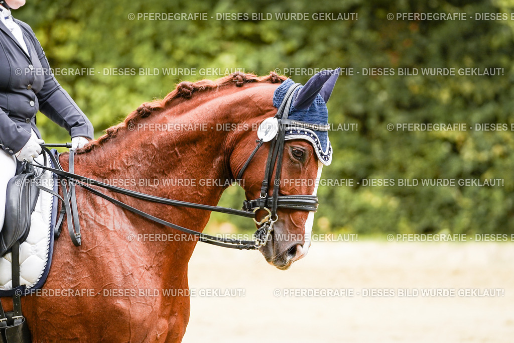 DSC03021 | Pferdegrafie