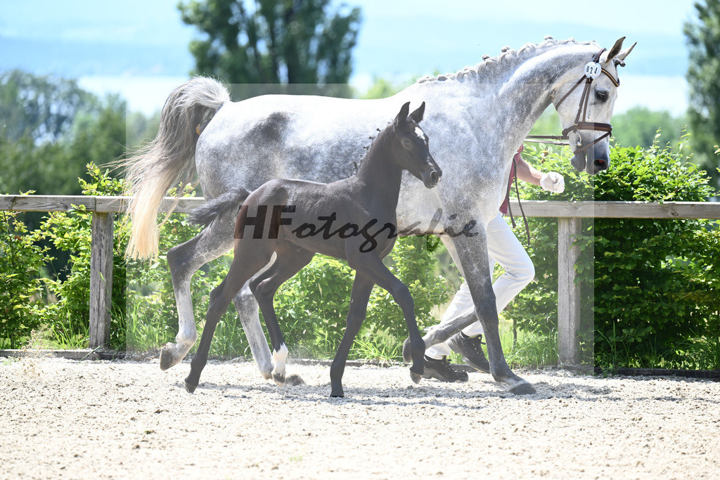 Comme il faut x Hickstead White_SF_Eder_19240617 | hf-fotografie - Realizzato con Pictrs.com