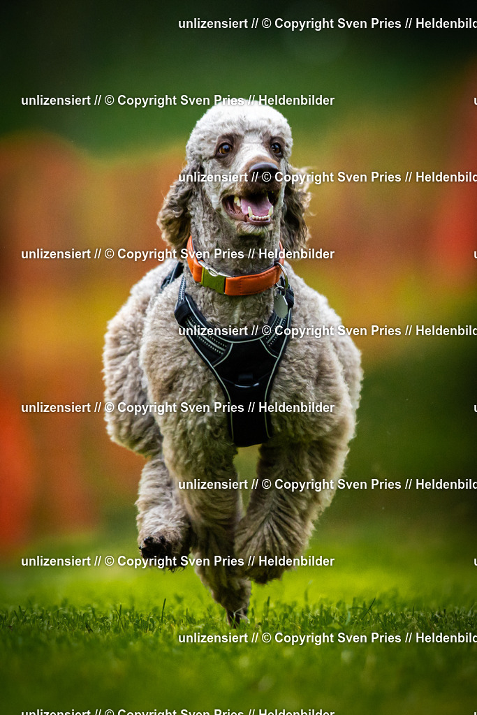 Sven Pries | 2025-09-21 - Hunderennen Baden-Oos - Realisiert mit Pictrs.com