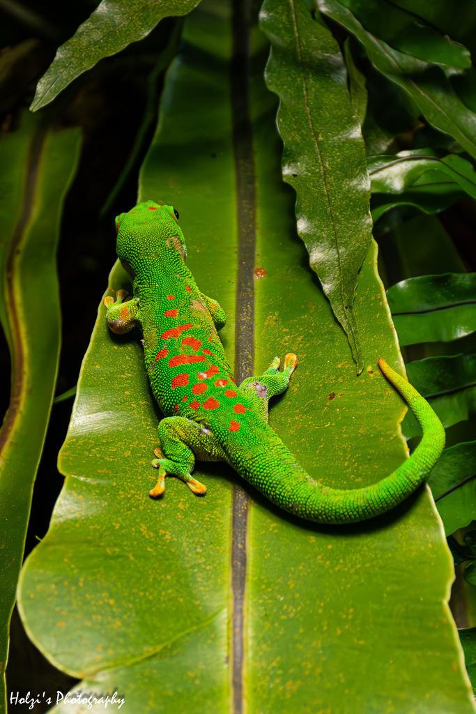 Gecko | Holzisphotography, Landschaftsfotografie, Wildlifefotogorafie - Realisiert mit Pictrs.com
