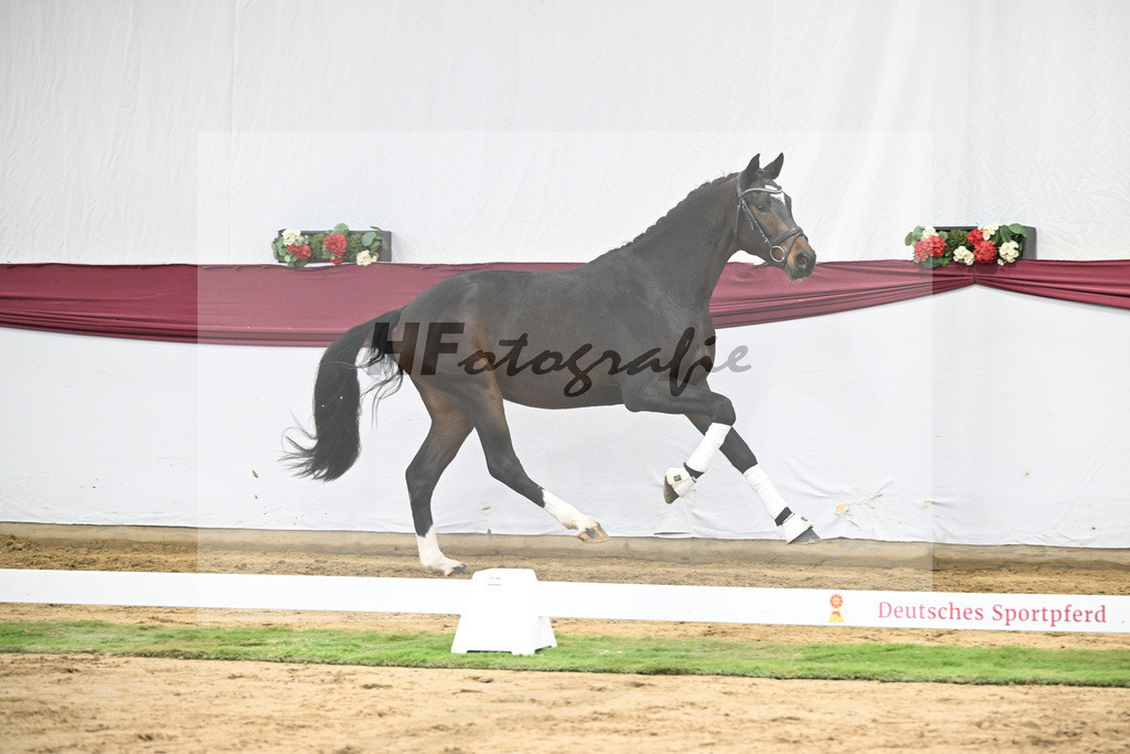 Kat-Nr. 28 Vidar x Zoom_Willi Schneider_47250932 | hf-fotografie - Realisiert mit Pictrs.com