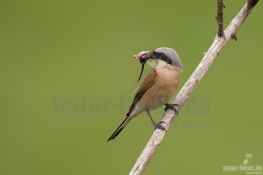 R5NF9743-20230628 | Der Neuntöter oder Rotrückenwürger ist eine Vogelart aus der Familie der Würger und in Mitteleuropa die häufigste Würgerart. Er ist vor allem durch sein Verhalten bekannt, Beutetiere auf Dornen aufzuspießen.  - Realisiert mit Pictrs.com