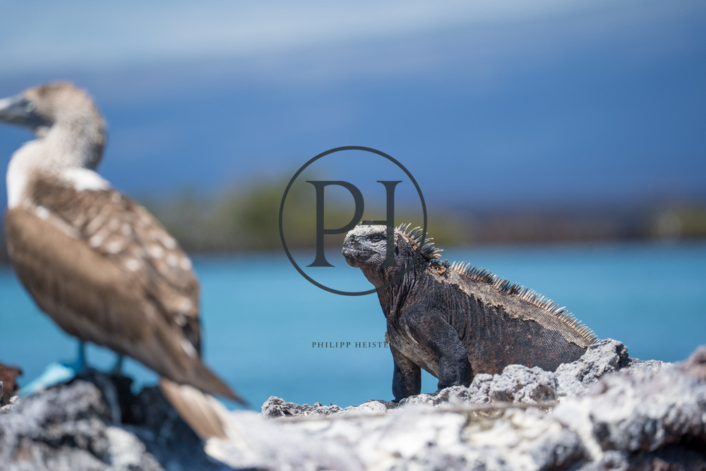 Meerechse - Leguanart | Philipp-Heist - Realisiert mit Pictrs.com