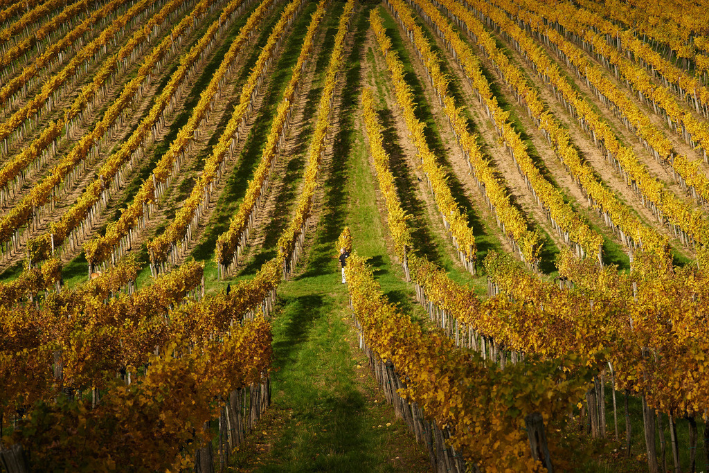 Weingarten im Herbst | Wien, Austria - October 17, 2013: Weingarten im Herbst. - Realisiert mit Pictrs.com