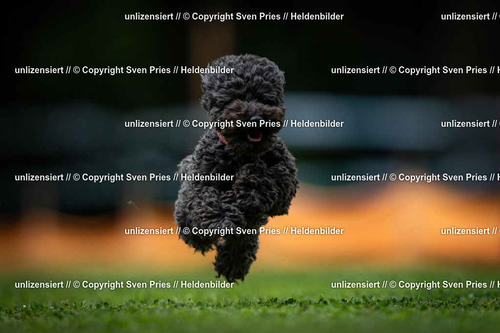 Sven Pries | 19. Allgemeines Hunderennen Karlsruhe Durlach - Realisiert mit Pictrs.com