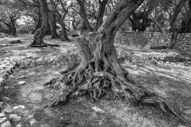 Olive Baum / Olea europaea, Olivia / Olive tree | Kreative Fotografie von Fotoloft-MaciejRusinek aus Frankfurt am Main. Große Motivauswahl in individuell ausgewählten Formaten auf unterschiedlichen Materialien. Bestellen bequem online.
Preise sind variable, je nach Material und Größe. 
 - Realisiert mit Pictrs.com